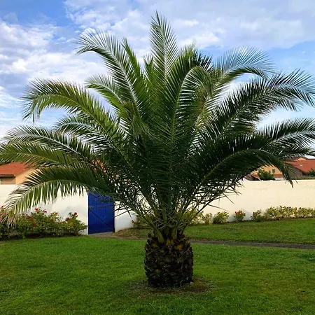 Grande Maison A Avec Veranda Et Jardin Pour 10 Personnes - Fr-1-239-1102 Capbreton